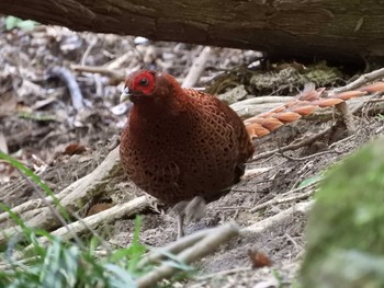 Tue, 5/4/2021 Birding report at 奈良