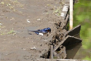 Barn Swallow 赤羽自然観察公園 Tue, 5/4/2021