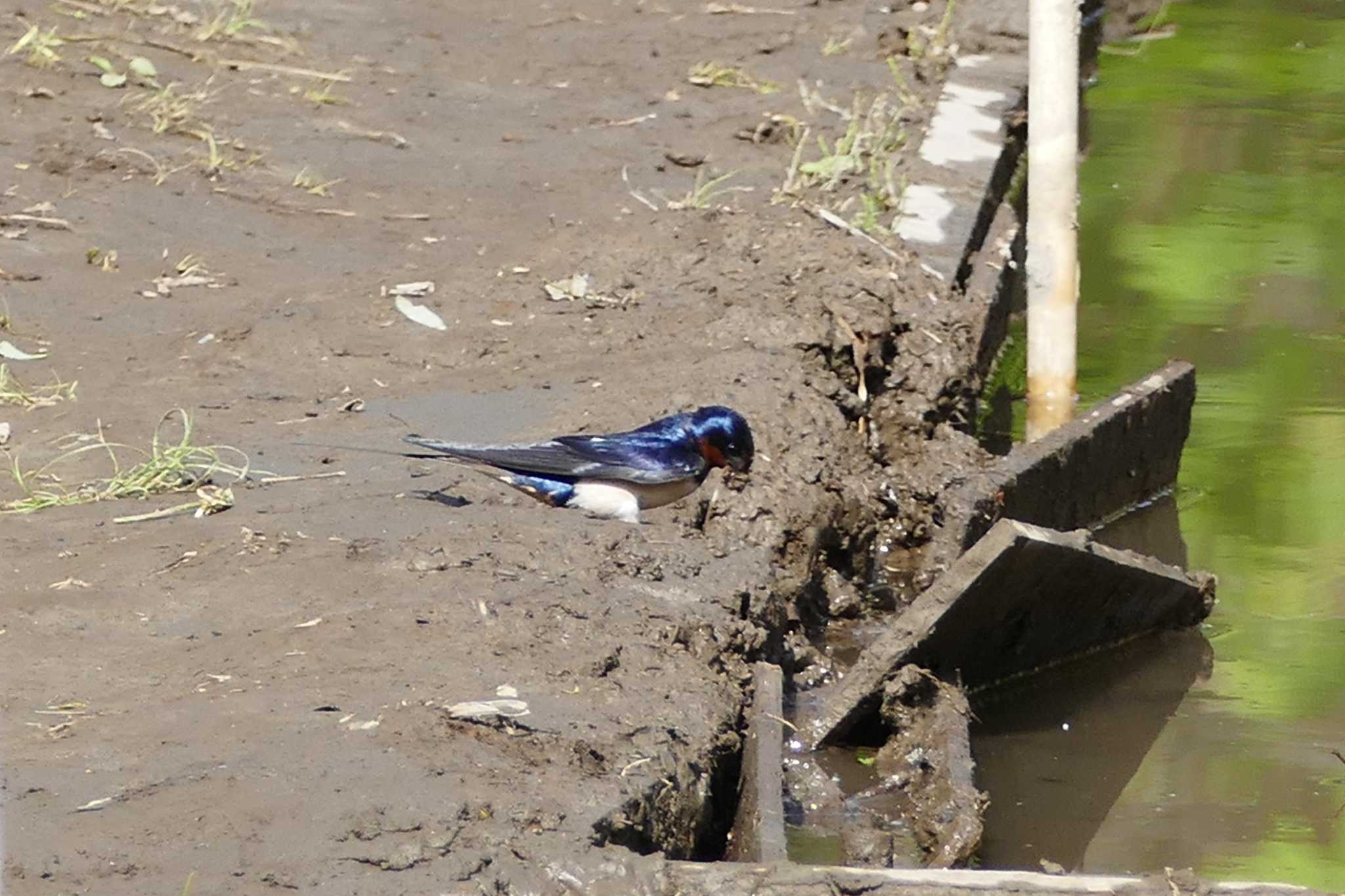 Barn Swallow