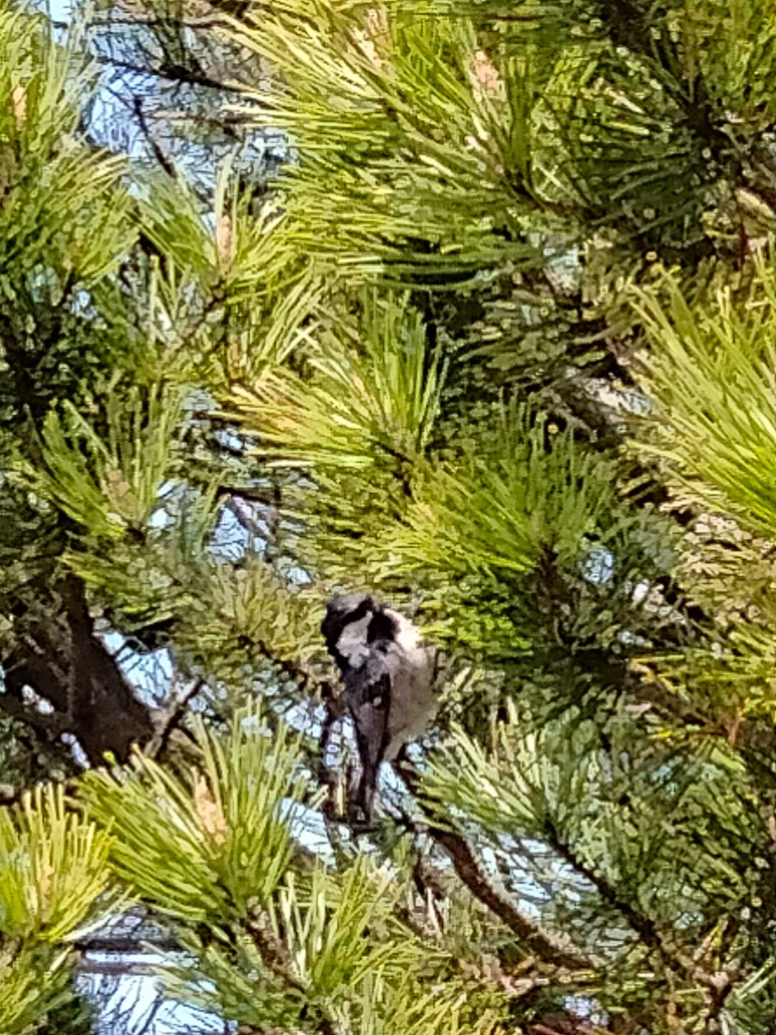 Japanese Tit