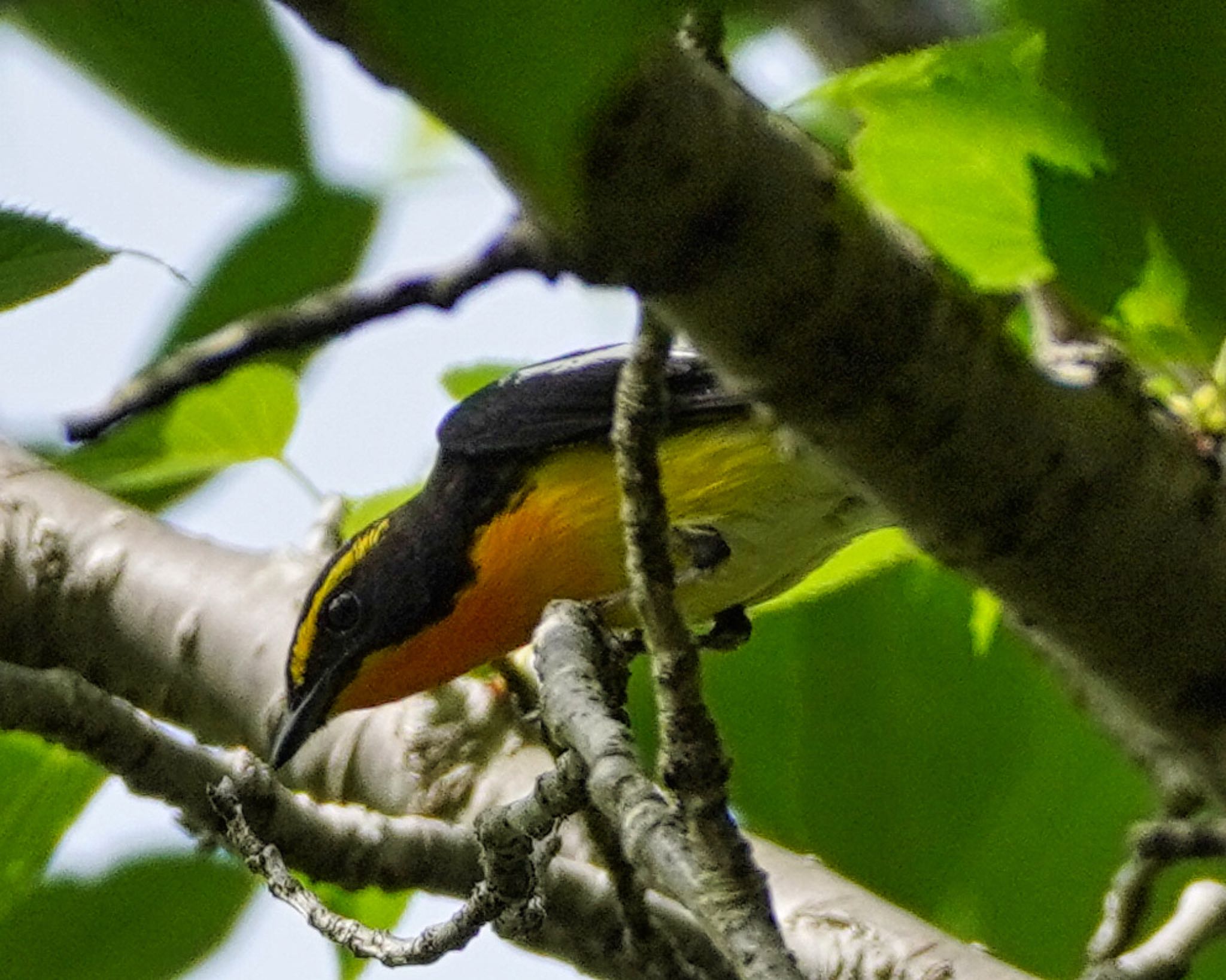 神奈川県自然環境保全センター キビタキの写真 by Toshi Yama