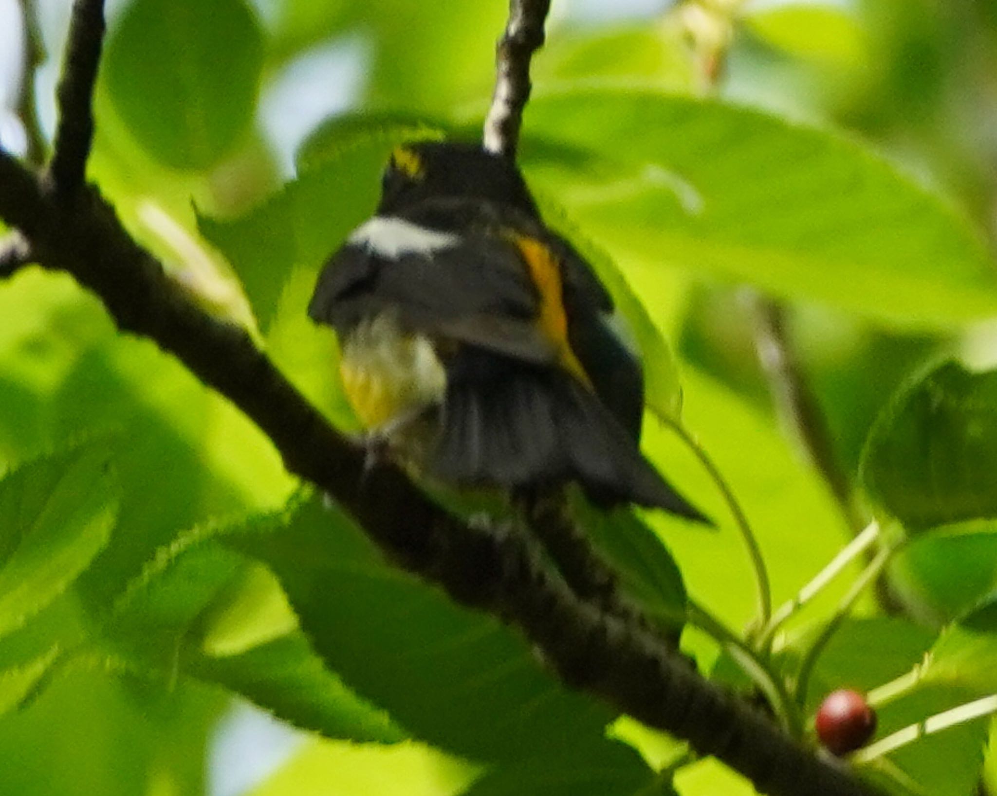 神奈川県自然環境保全センター キビタキの写真 by Toshi Yama