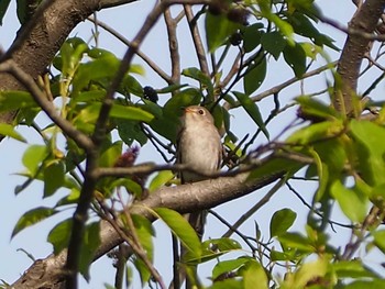 コサメビタキ 赤羽自然観察公園 2021年5月4日(火)