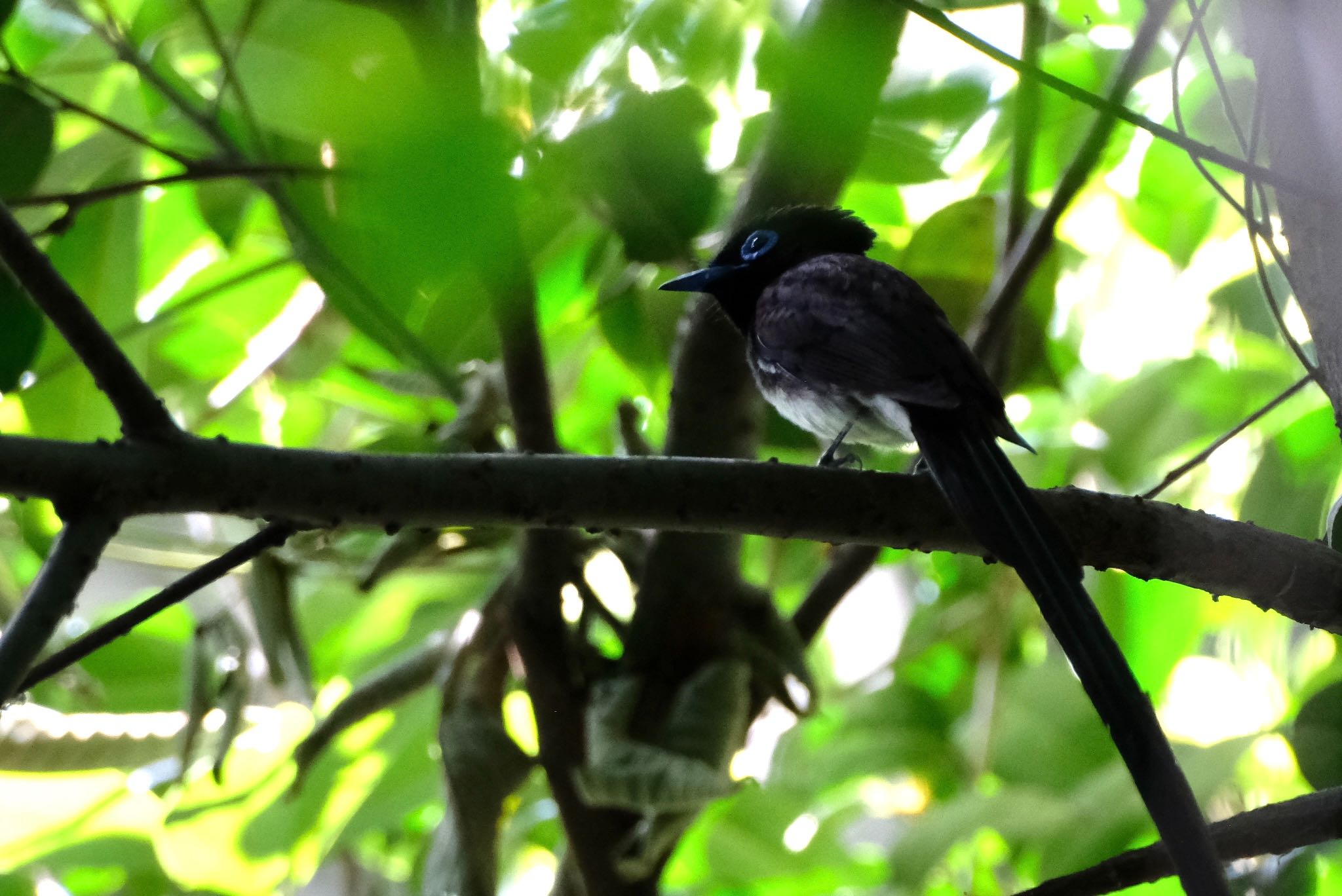 Black Paradise Flycatcher