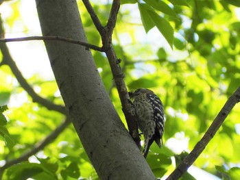 Sun, 5/2/2021 Birding report at 赤羽自然観察公園