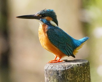 カワセミ 薬師池公園 2021年5月5日(水)