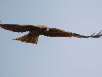 Black Kite 興津港海浜公園 Tue, 5/4/2021