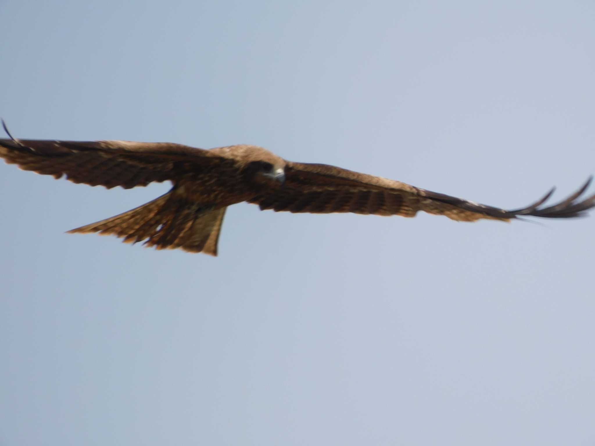 Photo of Black Kite at 興津港海浜公園 by ななほしてんとうむし