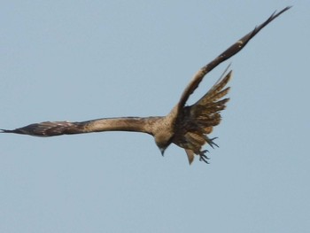 Black Kite 興津港海浜公園 Tue, 5/4/2021