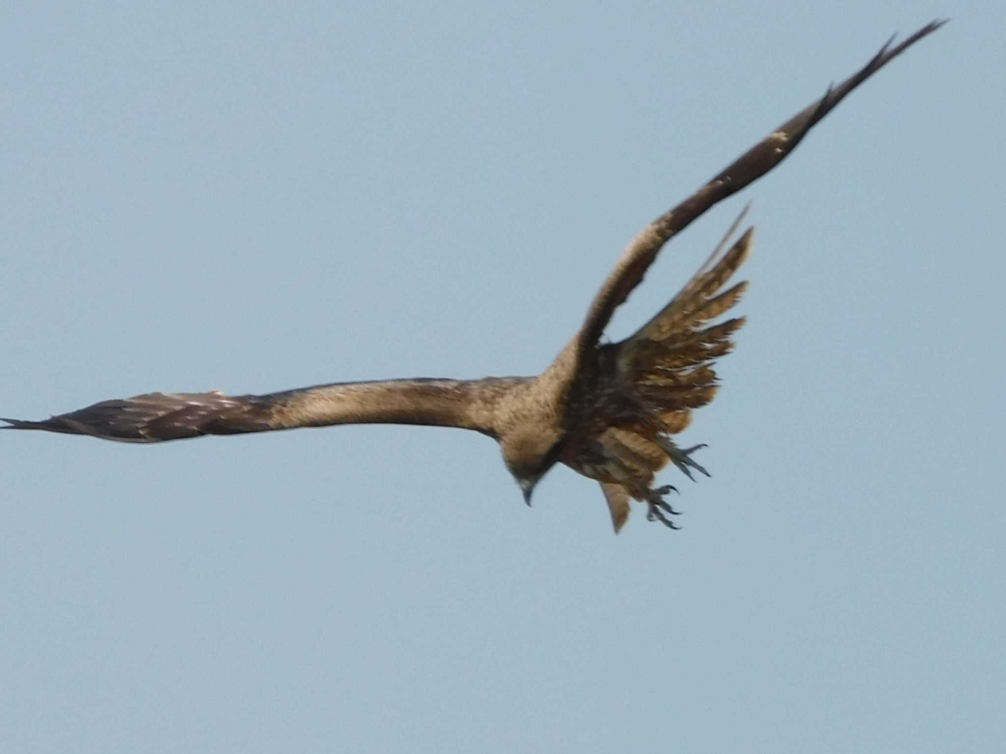 Photo of Black Kite at 興津港海浜公園 by ななほしてんとうむし