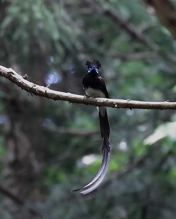 サンコウチョウ 東京都多摩地域 2020年6月5日(金)