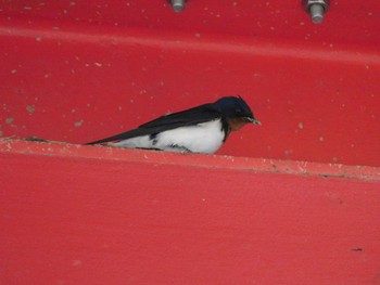 Barn Swallow 千葉県大多喜町 Tue, 5/4/2021