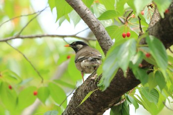 White-cheeked Starling 夙川河川敷緑地(夙川公園) Tue, 5/4/2021