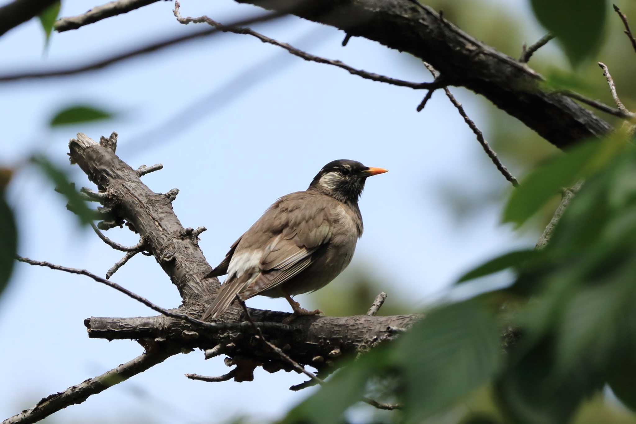 White-cheeked Starling