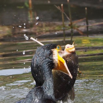 2021年5月5日(水) 都立公園の野鳥観察記録