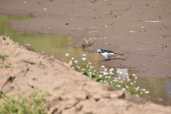 White Wagtail 守谷野鳥のみち Sat, 3/27/2021