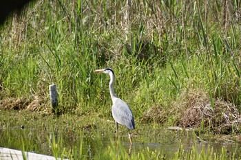 Grey Heron 守谷野鳥のみち Fri, 4/30/2021