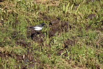 セグロセキレイ 守谷野鳥のみち 2021年4月30日(金)