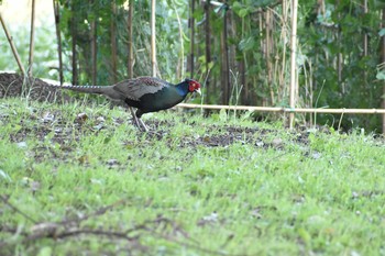 Green Pheasant 守谷市 Fri, 4/30/2021