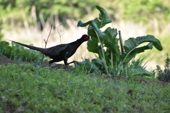 Green Pheasant 守谷市 Fri, 4/30/2021