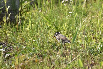 White-cheeked Starling 守谷野鳥のみち Tue, 5/4/2021