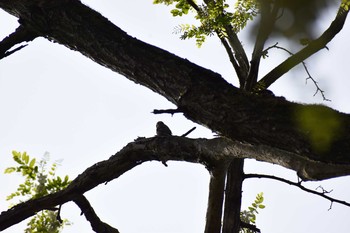 コゲラ 守谷野鳥のみち 2021年5月4日(火)