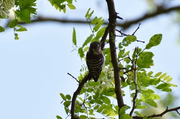 コゲラ 守谷野鳥のみち 2021年5月4日(火)