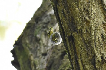 Warbling White-eye 守谷野鳥のみち Tue, 5/4/2021