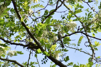 エナガ 守谷野鳥のみち 2021年5月4日(火)