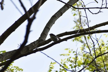 エナガ 守谷野鳥のみち 2021年5月4日(火)