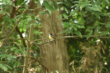 キビタキ 守谷野鳥のみち 2021年5月4日(火)