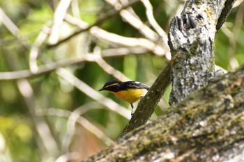 キビタキ 守谷野鳥のみち 2021年5月4日(火)