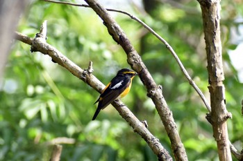 キビタキ 守谷野鳥のみち 2021年5月4日(火)