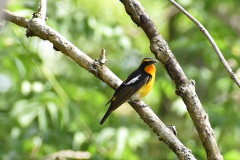 Narcissus Flycatcher 守谷野鳥のみち Tue, 5/4/2021