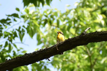 Narcissus Flycatcher 守谷野鳥のみち Tue, 5/4/2021