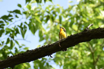 キビタキ 守谷野鳥のみち 2021年5月4日(火)