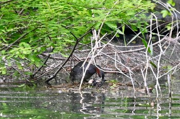 カイツブリ 井の頭恩賜公園 2021年5月5日(水)