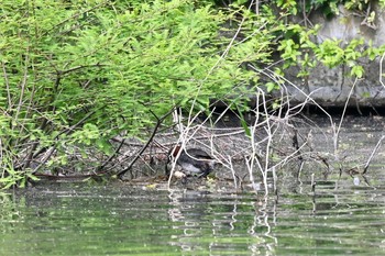 カイツブリ 井の頭恩賜公園 2021年5月5日(水)