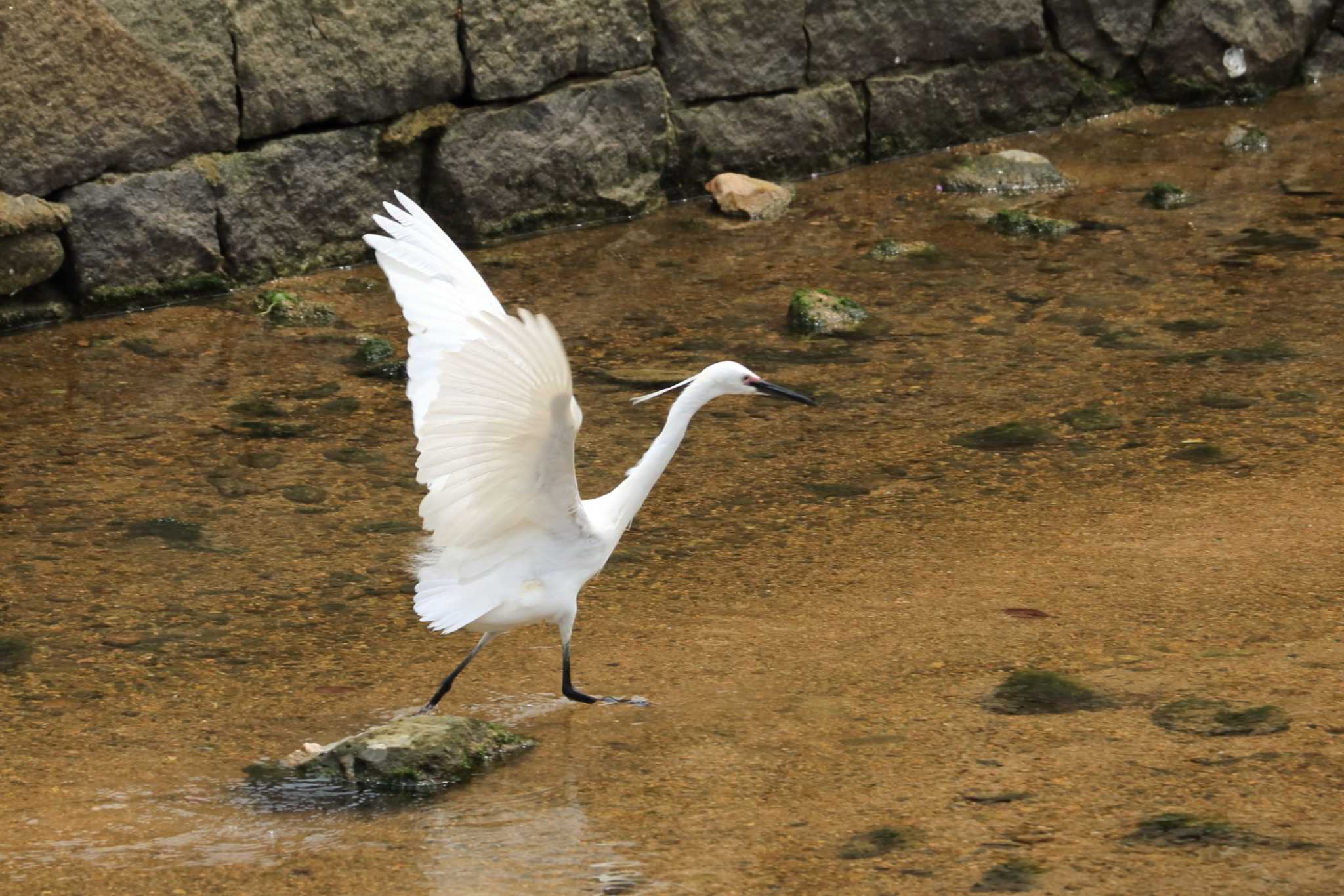 Little Egret