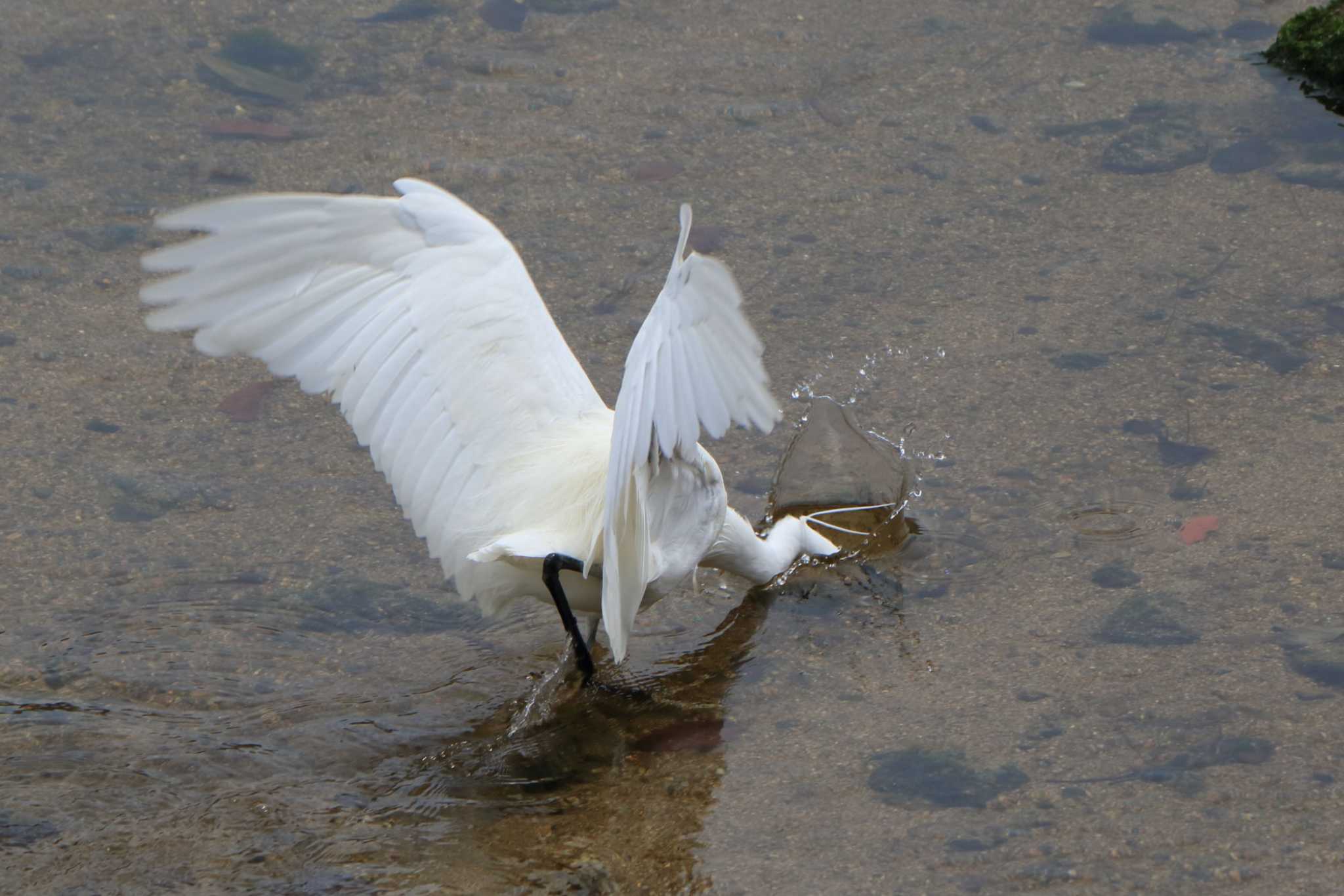 Little Egret