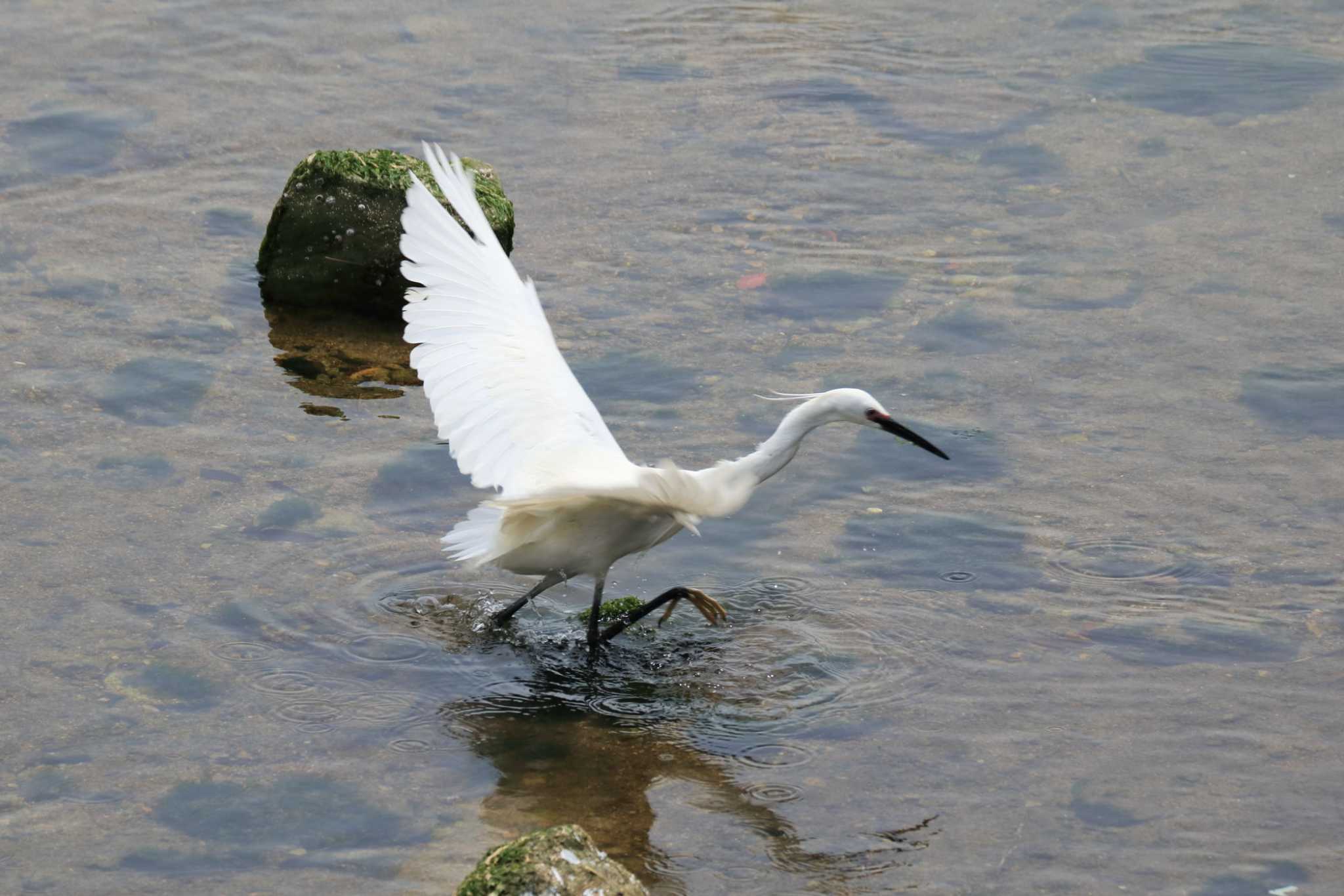 Little Egret