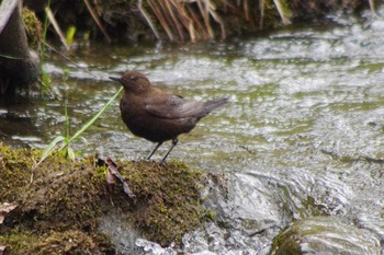 Brown Dipper 福井緑地(札幌市西区) Wed, 5/5/2021