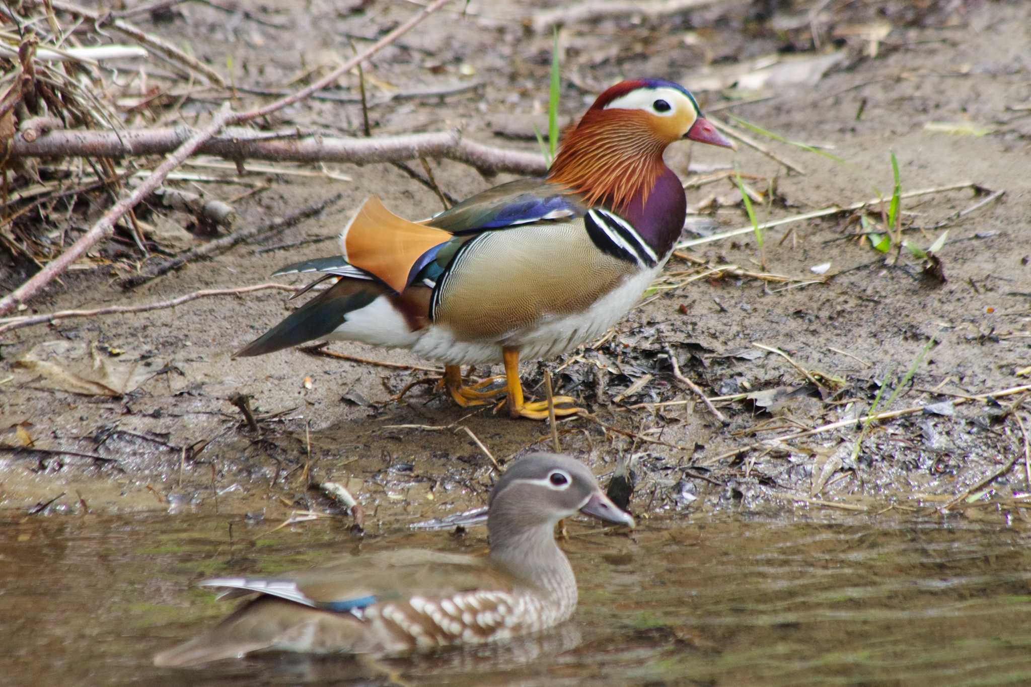 Mandarin Duck