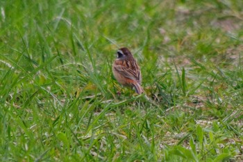 Meadow Bunting 福井緑地(札幌市西区) Wed, 5/5/2021