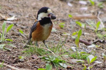 Varied Tit 福井緑地(札幌市西区) Wed, 5/5/2021