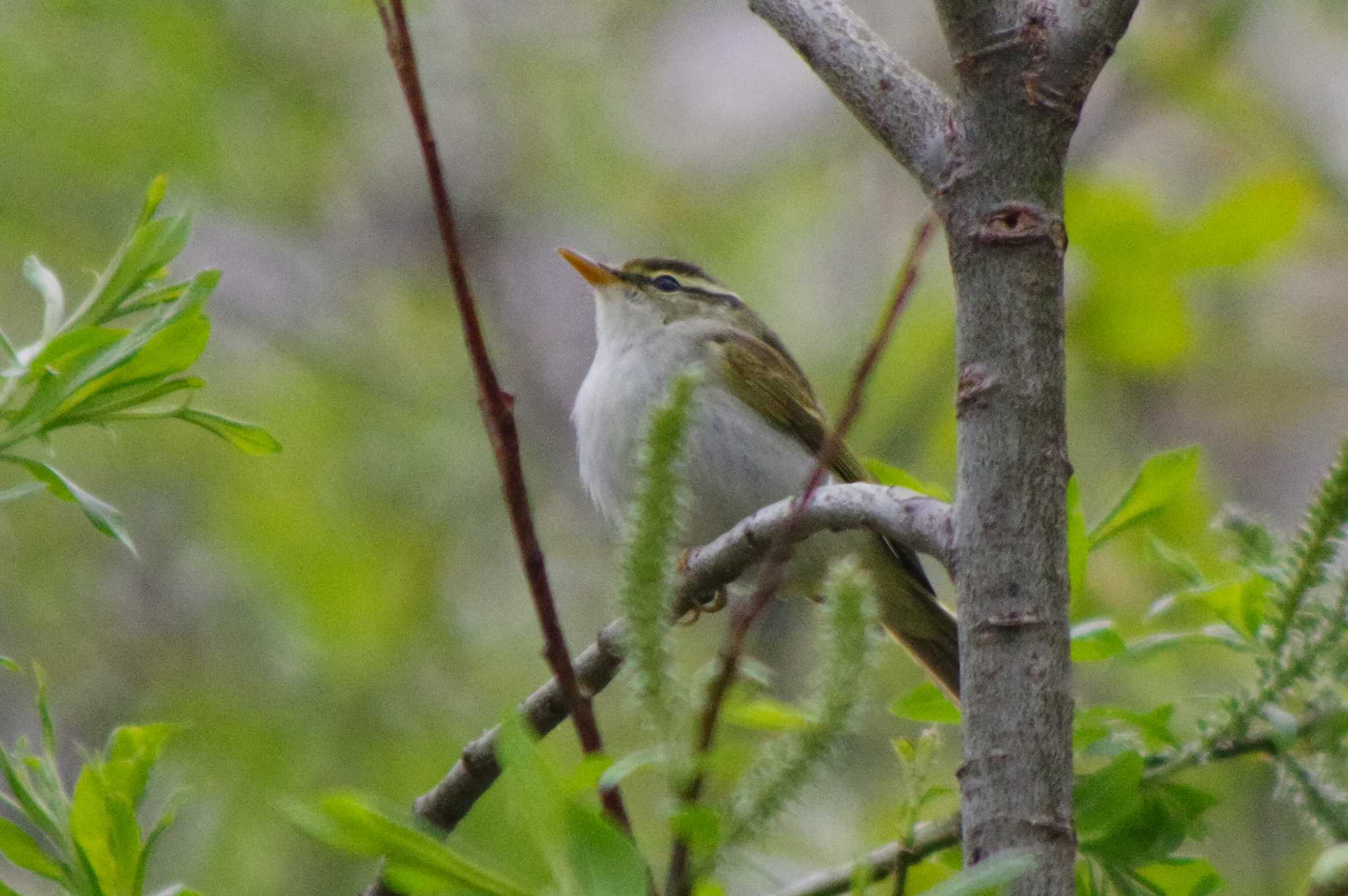 Photo of Eastern Crowned Warbler at 福井緑地(札幌市西区) by 98_Ark (98ｱｰｸ)