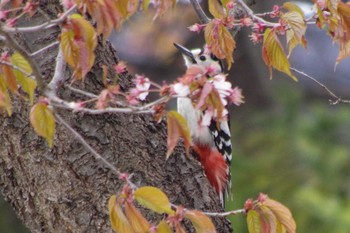 Great Spotted Woodpecker(japonicus) 福井緑地(札幌市西区) Wed, 5/5/2021