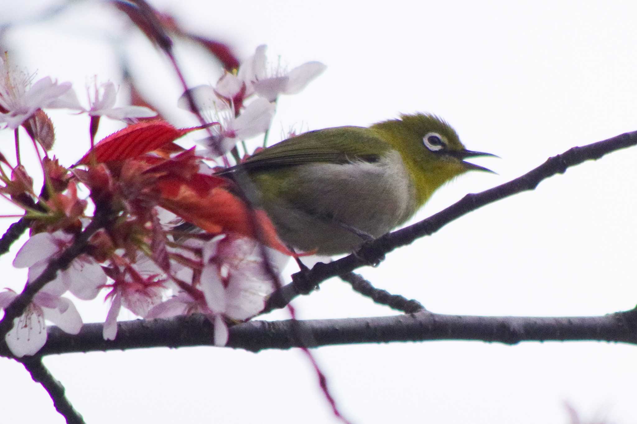 Warbling White-eye