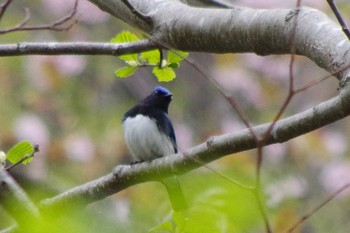 Blue-and-white Flycatcher 福井緑地(札幌市西区) Wed, 5/5/2021