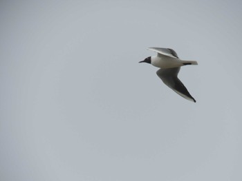 Wed, 5/5/2021 Birding report at 鵡川河口